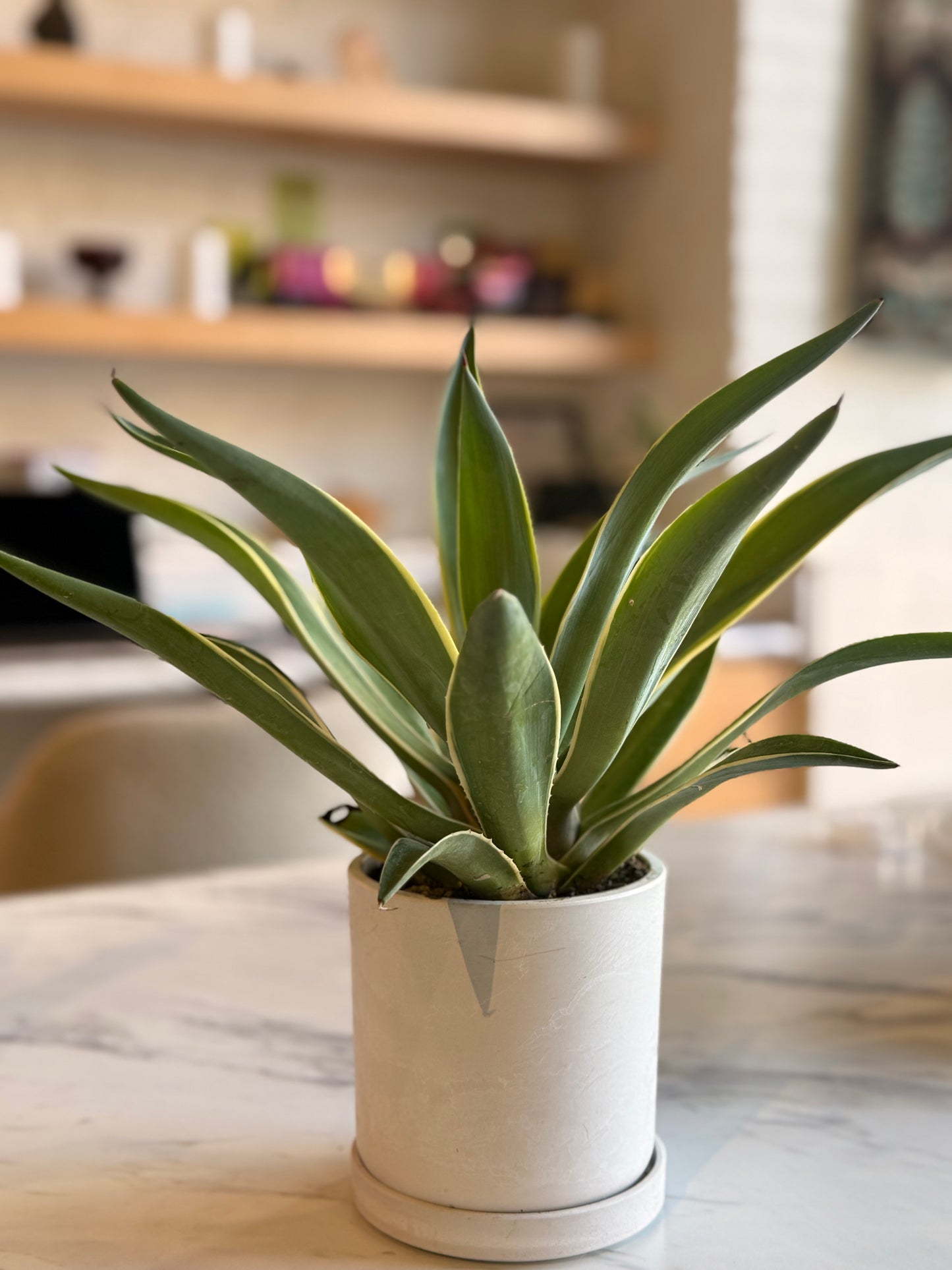 Agave desmettiana variegata