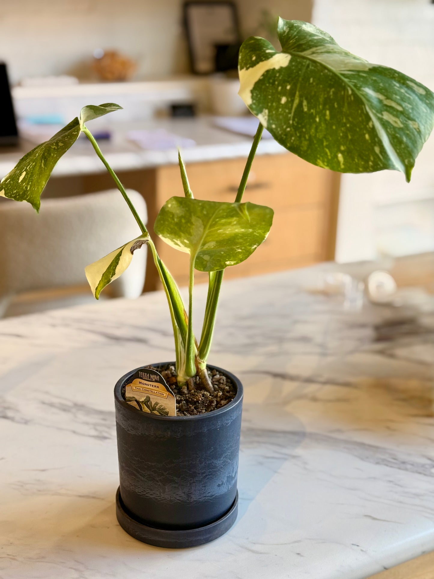 Monstera Thai Constellation
