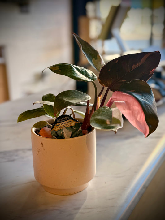 Philodendron 'Pink Princess'