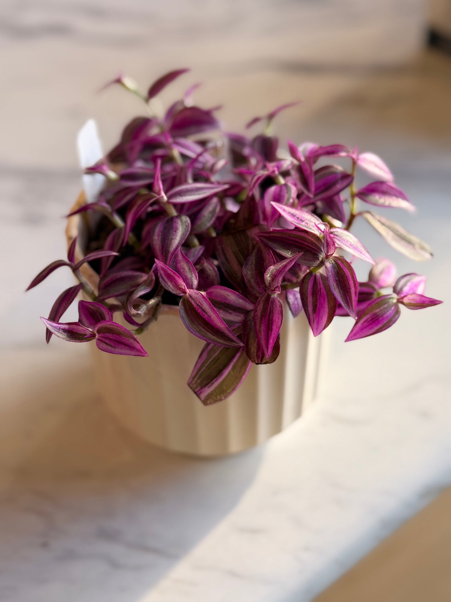 Tradescantia 'Pink Paradise'