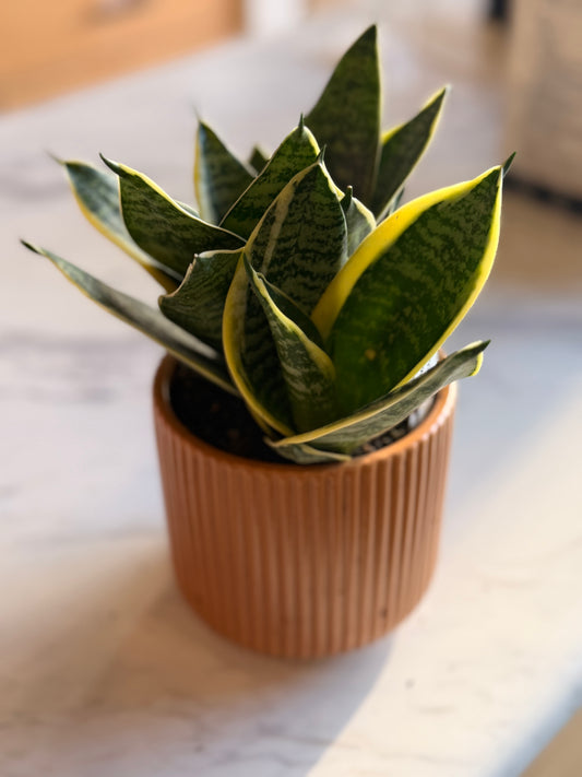 Sansevieria 'Snake Plant Starpower'