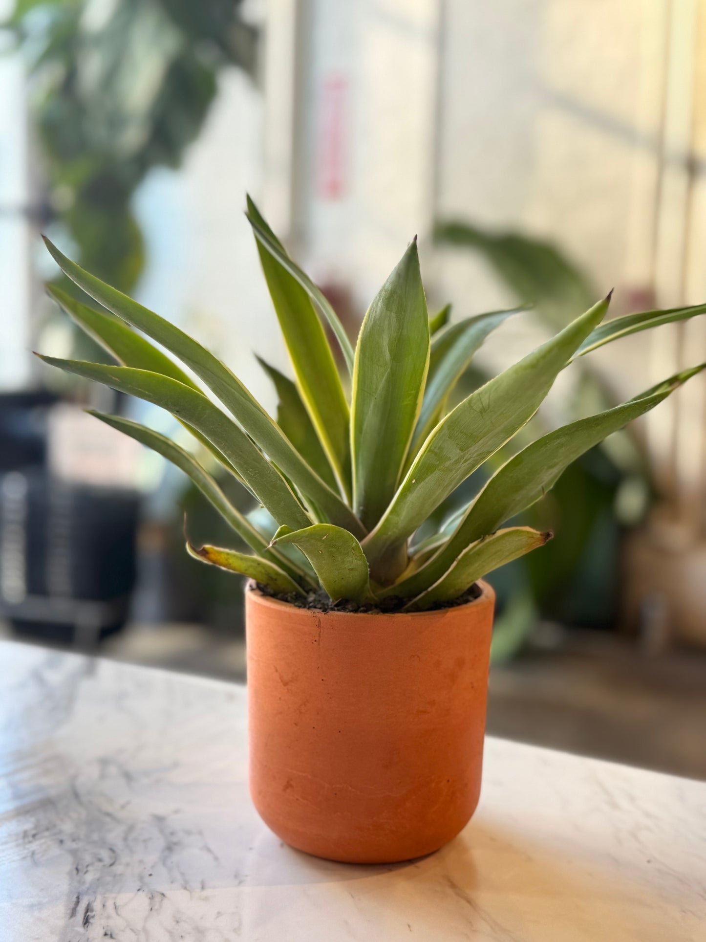 Agave desmettiana variegata