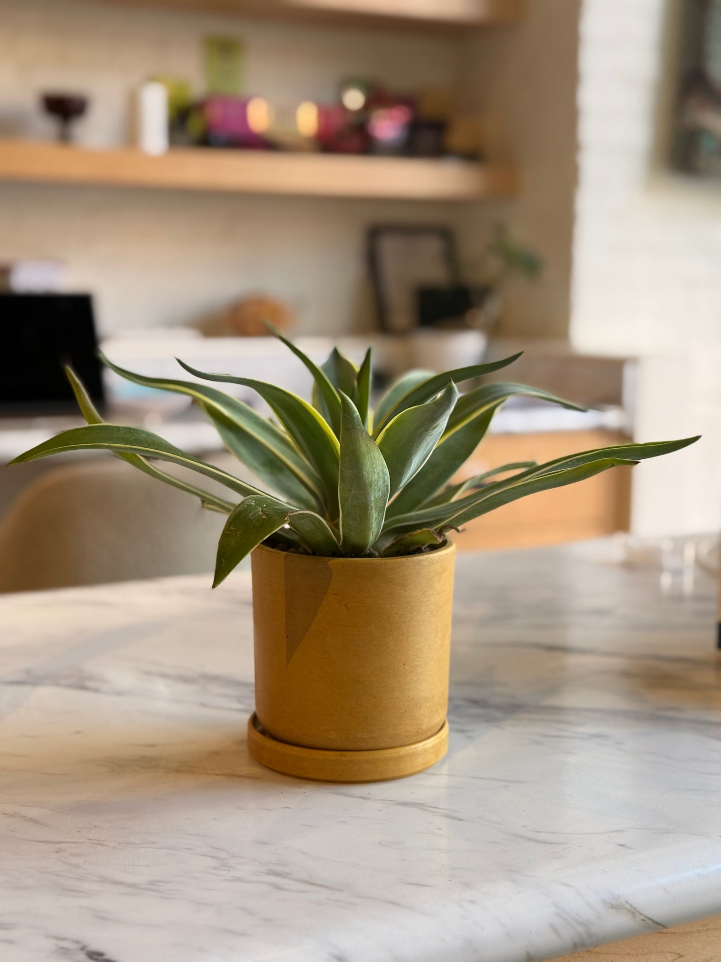 Agave desmettiana variegata