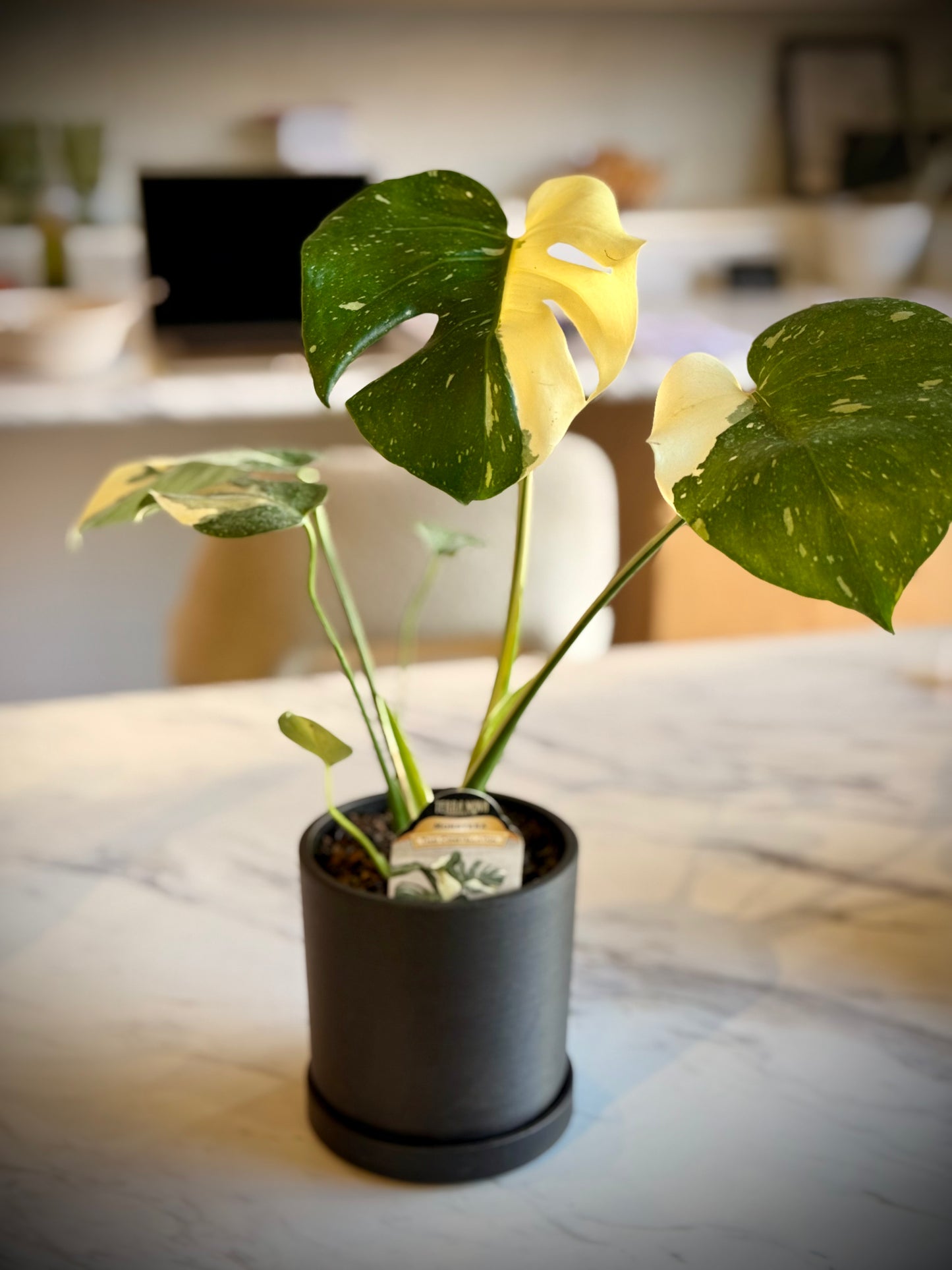 Monstera Thai Constellation