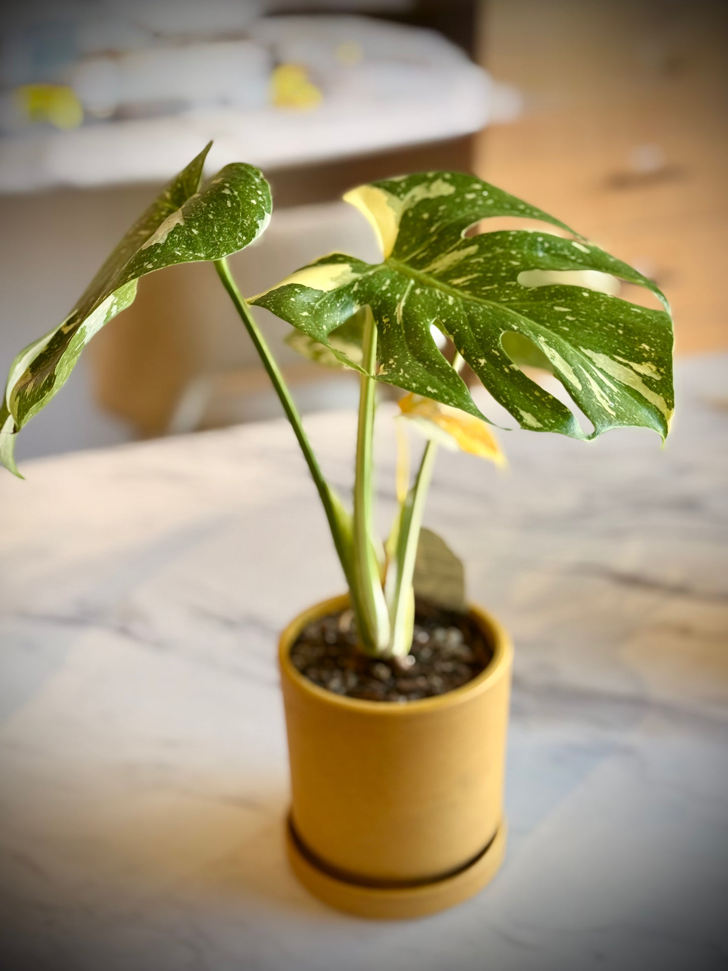 Monstera Thai Constellation