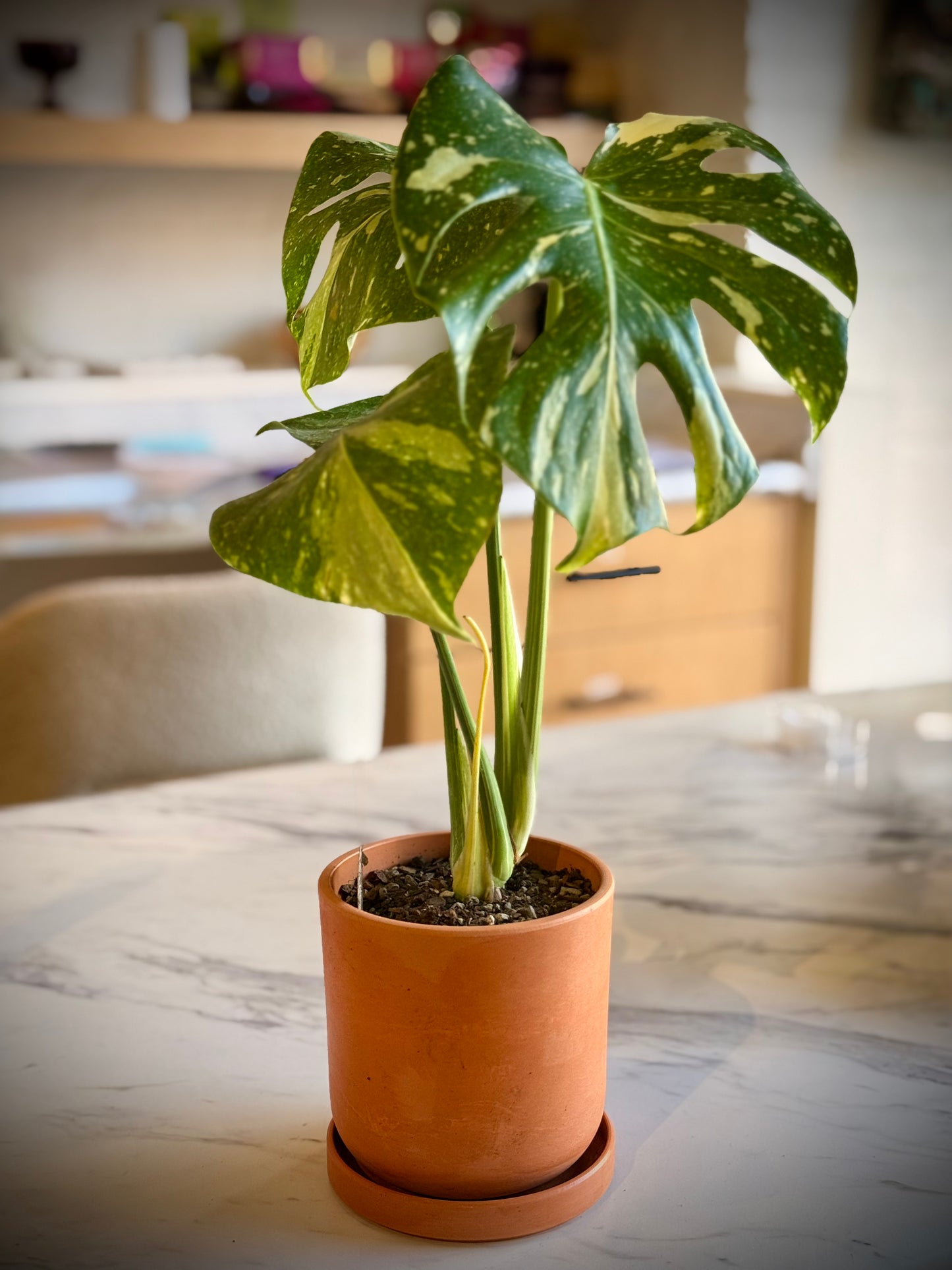Monstera Thai Constellation