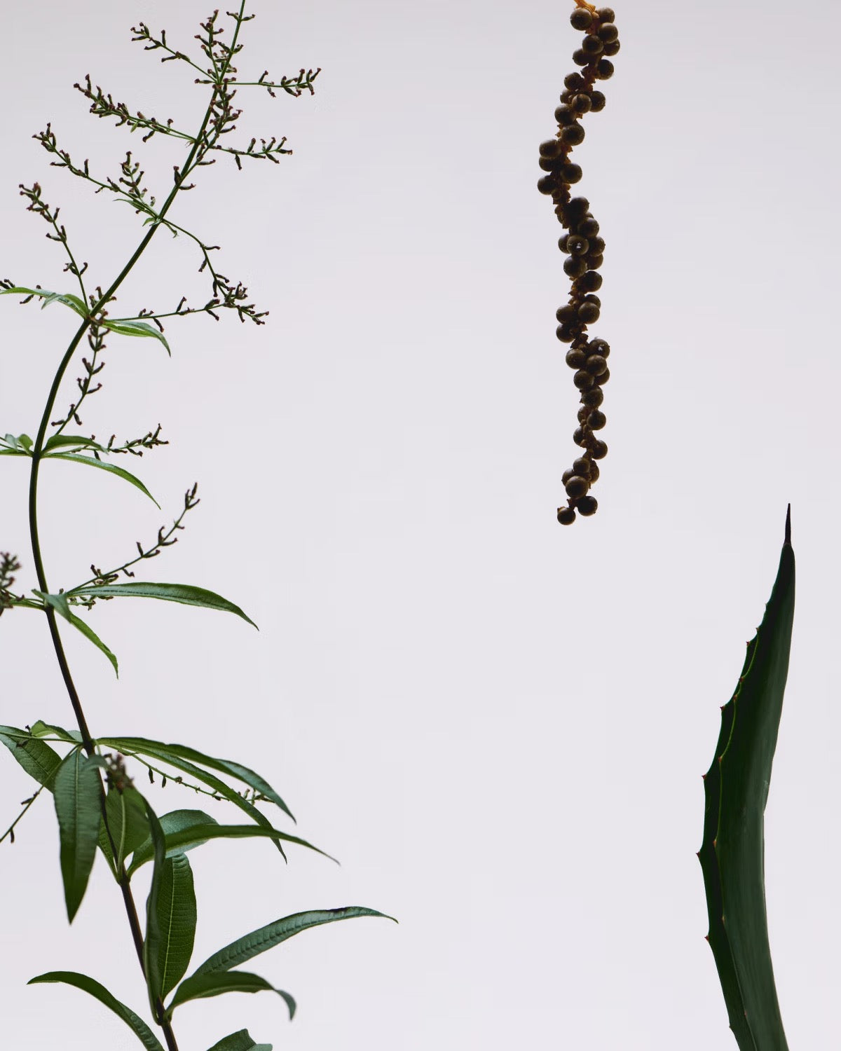 Aplos Arise Non-Alcoholic Functional Sprit