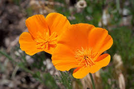 Desert Seeds - California Poppy